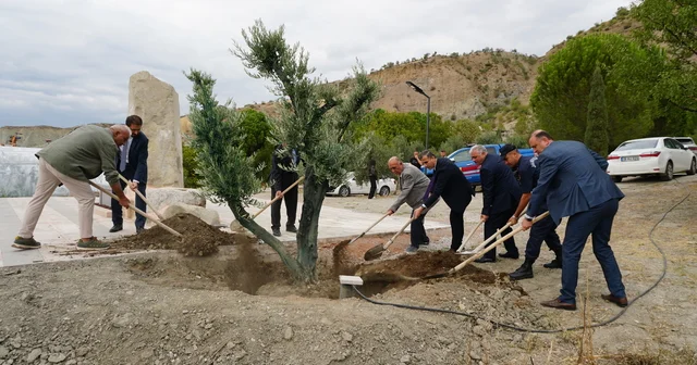 Osmancık ta vakıf arazisine asırlık zeytin ağaçları dikildi Çorum Haberleri