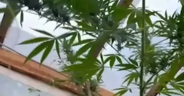 Samsun da salatalık serasında kenevir yetiştiren zanlı yakalandı VİDEO İZLE