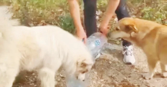 Sakarya da örnek karar: Kampüste köpek beslemek yasaklandı Yerel Gündem Haberleri