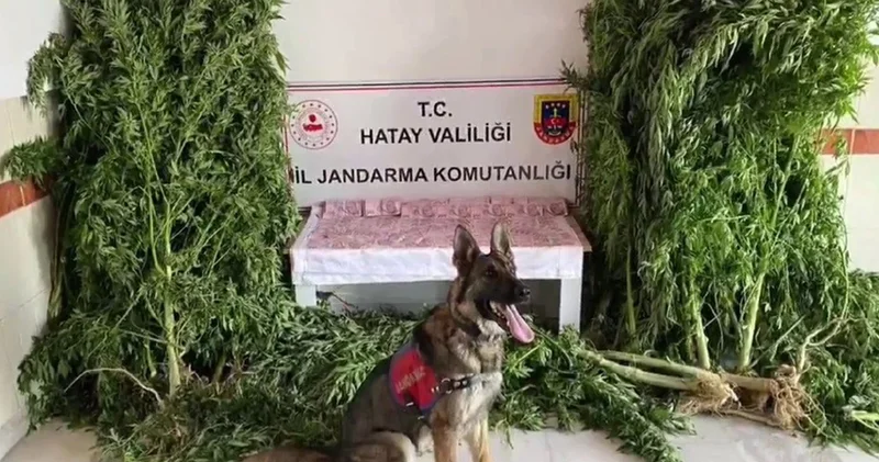 Jandarma’dan kenevir serasına operasyon