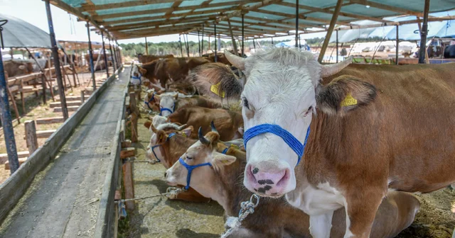 İnternetten kurbanlık alırken dolandırılmayın Antalya Haberleri