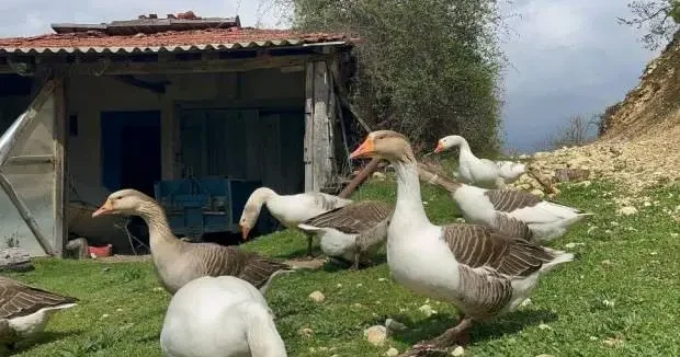 Kars haberleri Aldığı destekle kaz tüyü işi kurdu 27 Mayıs 2025