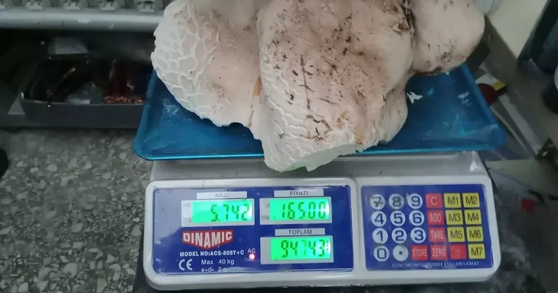 Mersin de 20 Kilogramlık Dev Mantarlar