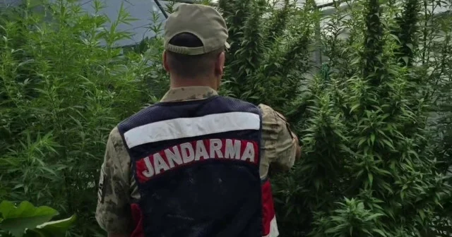 Hatay’da jandarmadan on binlerce kök kenevir bulunan seraya baskın VİDEO İZLE