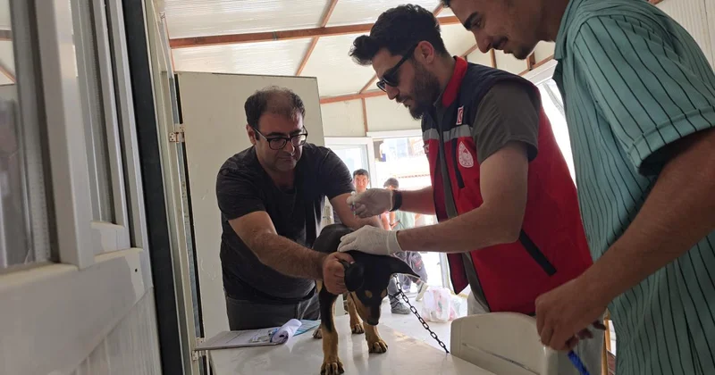 Hatay da 4 mahalle kuduz nedeniyle karantinaya alındı