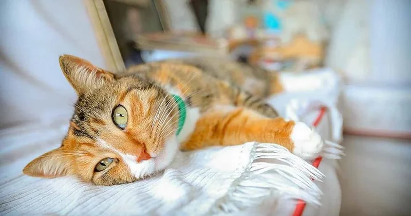 İşte bilime göre, kedilerin köpeklerden daha uzun yaşamasının nedeni! Sözcü Gazetesi
