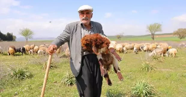 Kahramanmaraş haberleri 80 yaşında rızkının peşinde koşan çoban: Hayvancılık, el işinden çok güzeldir 27 Mayıs 2025