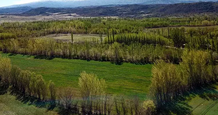 2B arazilerinde tapu süreci nasıl olacak? Detaylar belli oldu