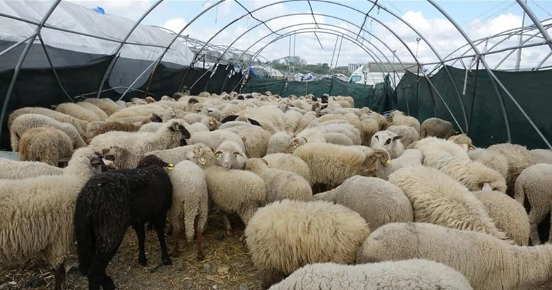 Kurban keseceklerin dikkatine! Kurban kesim tedbirleri açıklandı: Kurban kesimi, hijyen şartları, satış kuralları
