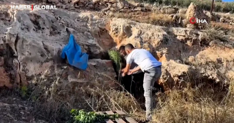 Mağaradan kenevir bitkisi çıktı