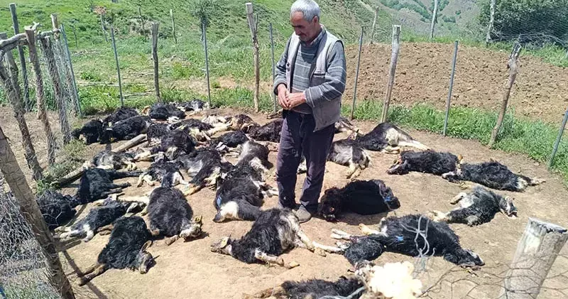 Bingöl de ağıla giren kurtlar, 49 küçükbaşı öldürdü