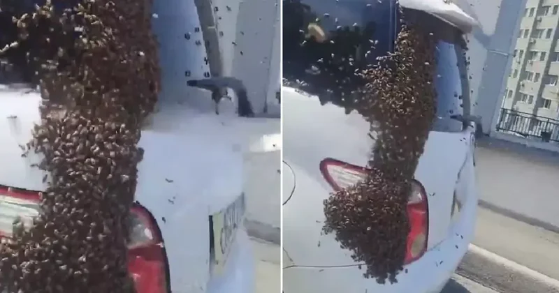 Otobanda arı istilası