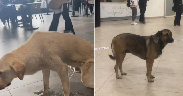 Sahipsiz başıboş köpek hastanenin ortasında tuvaletini yaptı Aktüel Haberleri