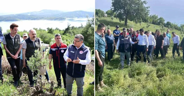 Sinop ta 80 bin yabani zeytin ağacı aşılanacak Aktüel Haberleri