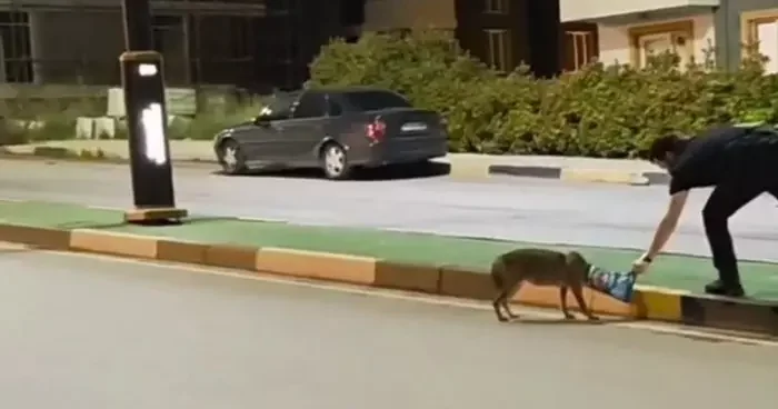 Çakalın başına takılan poşeti öğretim görevlisi çıkardı