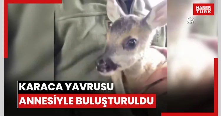 Karaca yavrusu annesiyle buluşturuldu
