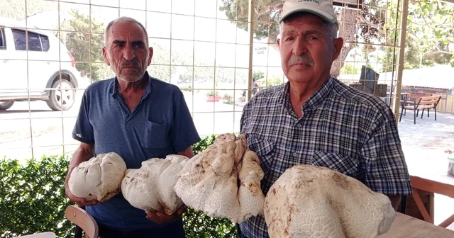 Mersin de bir kişi toplam 20 kilogramlık dört mantar buldu Mersin Haberleri