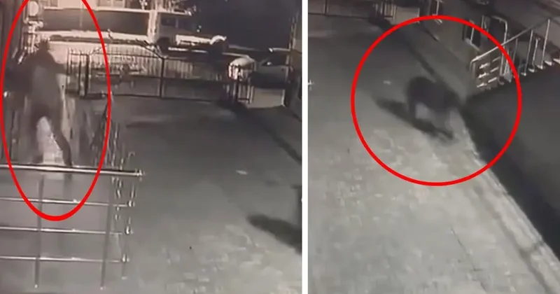 Sitenin bahçesine giren ayı kamerada