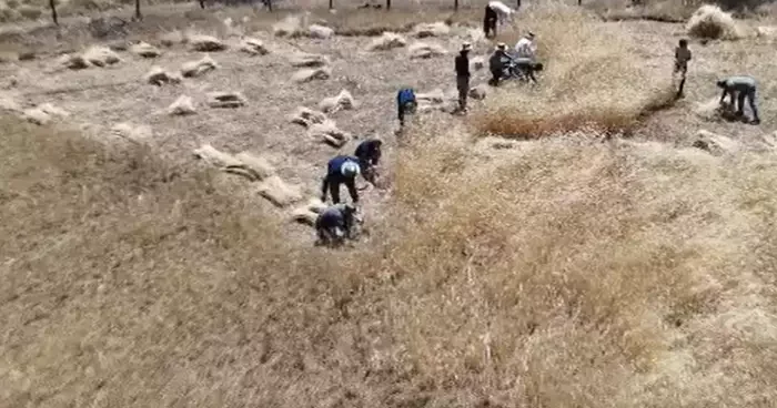 Traktörle gidilemeyen buğday tarlaları, orakla biçiliyor