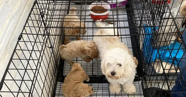 Kırklareli de kaçak cins köpek üretim yerine baskın Kırklareli Haberleri