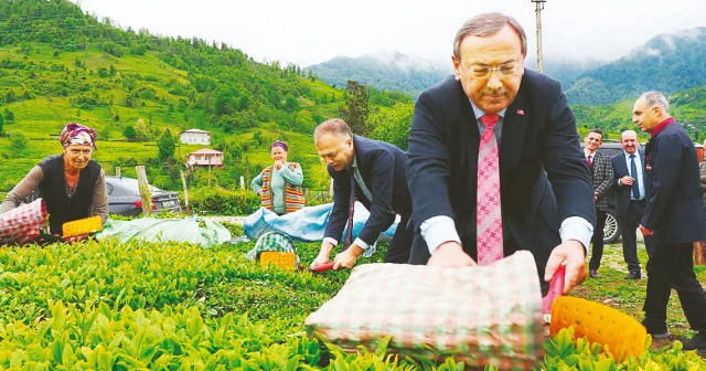 Çay üreticisine 14 milyar lira ödeme yapıldı Ekonomi Haberleri