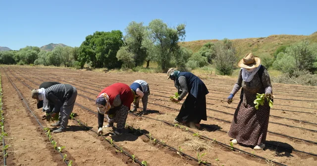 Muş ta çiftçiler tütün ekimine başladı Muş Haberleri