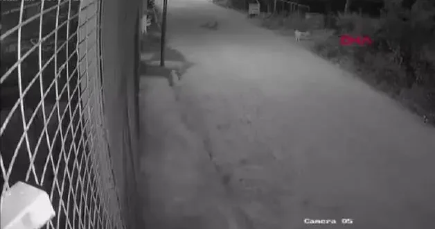 Motosikletli genç, sokak köpeğine çarpıp ağır yaralandı; 10 gün sonra hayatını kaybetti