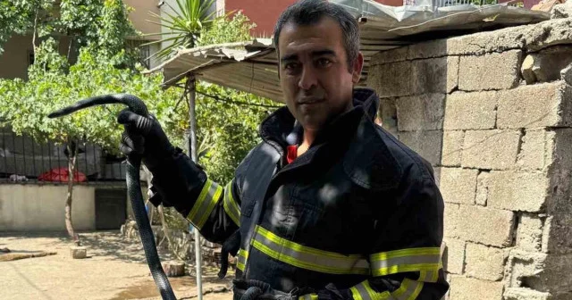 Payas ta eve giren yılanı itfaiye yakaladı Hatay Haberleri