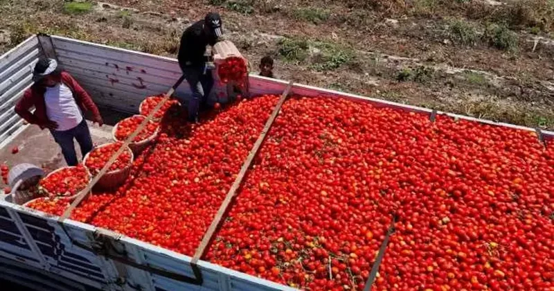 Bu açgözlüler bizi bitirecek! Maliyeti 6 TL den 3 TL ye düştü ama 50 TL ye satıyorlar