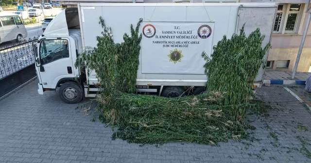 Samsun da ayçiçeği tarlasında kenevir operasyonu Samsun Haberleri