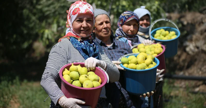 AB tescilli Aydın incirinde hasat, bunaltıcı sıcağın altında başladı