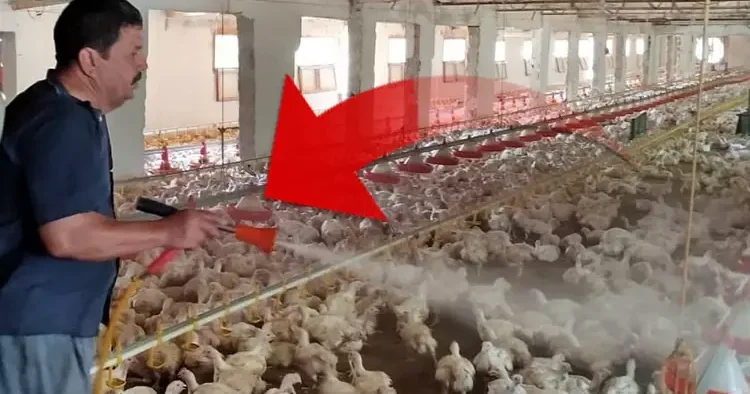 Tavuklarını sıcaktan korumak için bulduğu yöntem şaşkına çeviriyor