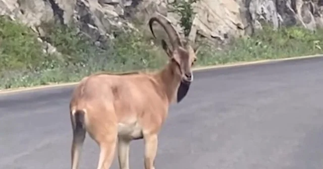 Giresun’da yolda yaban keçisi görüntülendi VİDEO İZLE