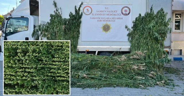 Samsun da 5 bin 230 kök kenevir bitkisi ele geçirildi Samsun Haberleri