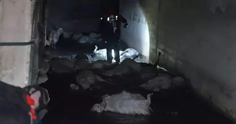 200 koyun öldü: Uzmanlar neden bulamadı