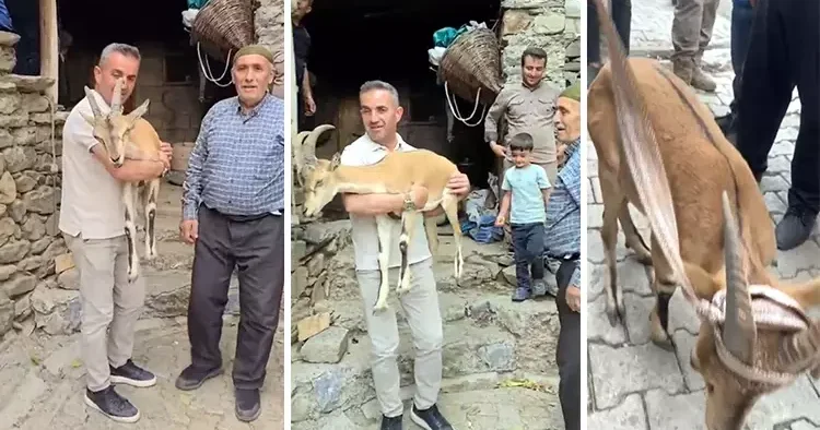 Vatandaşlar yaylada bitkin halde buldu, ekipler tarafından bakıma alındı