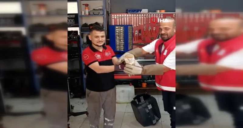 İzine nadir rastlanan baykuş türü İstanbul da ortaya çıktı
