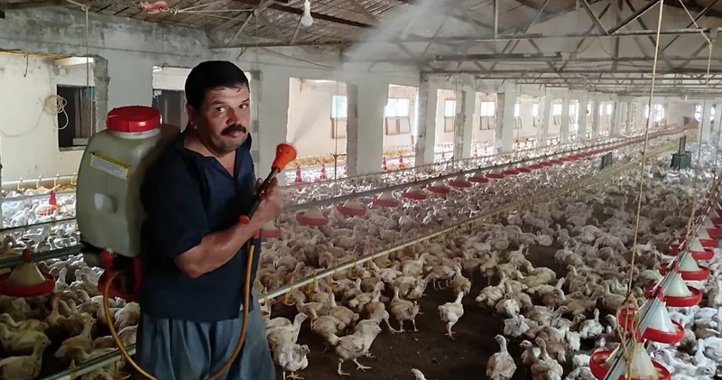 Aşırı sıcaklardan nasibini alan tavuklar, buzlu suyla serinletiliyor