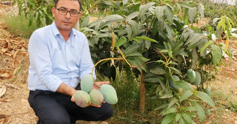 Üreticiden tüketiciye çağrı: Yerli mangoyu tercih edin
