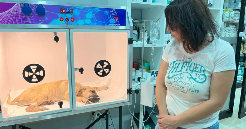 Sopayla dövülen yavru köpeğin hayati riski var