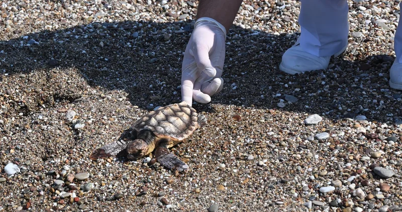 İzmir de sahildeki caretta caretta yumurtaları koruma altına alındı