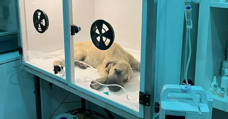 Sosyal medyayı ayağa kaldıran olay Sopayla dövülen yavru köpekten üzen haber: Hayati tehlikesi var