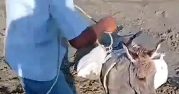Kars’ta çamura saplanan eşek kurtarıldı