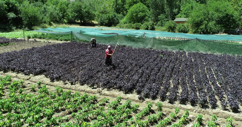 Sezonda 4 kez hasat ediliyor: Kilosu 1500 liradan satılıyor Sözcü Gazetesi