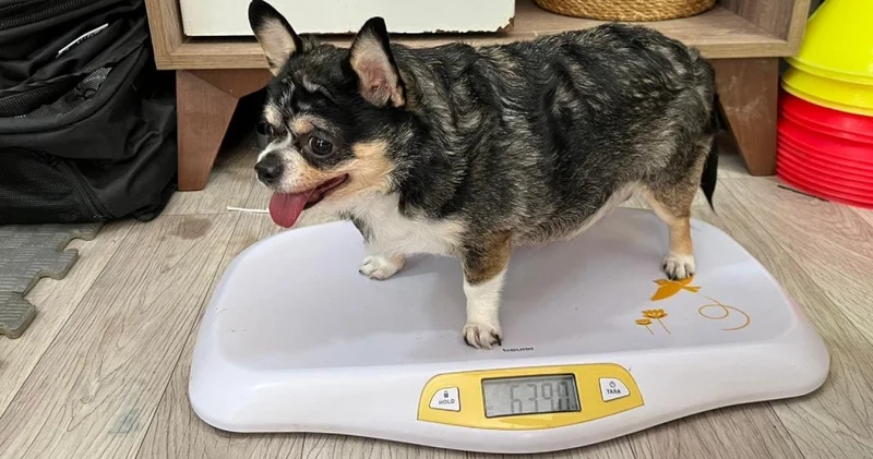 Hastalanınca hayata küsüp obez oldu! Köpek Mia yaşama pilates ve yüzme ile tutundu
