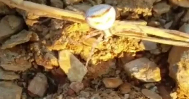 İnsan yüzlü örümcek görenleri hayrete düşürdü VİDEO İZLE
