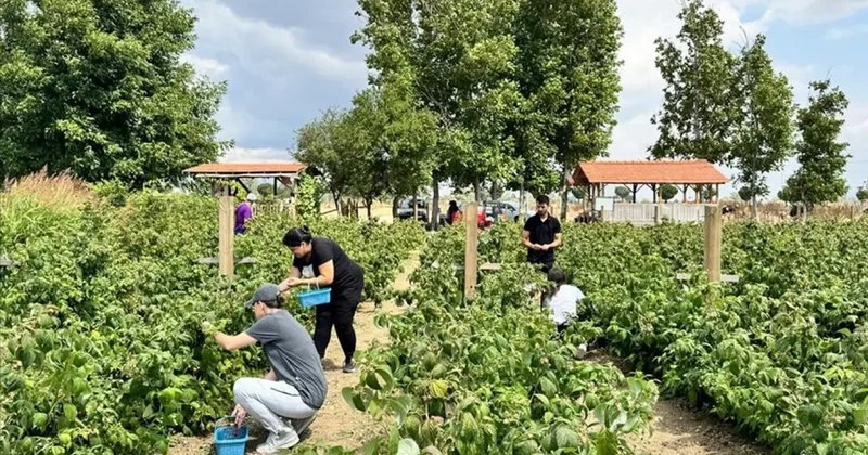 Kurduğu meyve bahçesiyle hem kendi hem mahalleli iş sahibi oldu