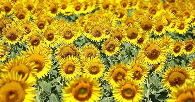Ayçiçek yağı ithalat vergisi düşürüldü