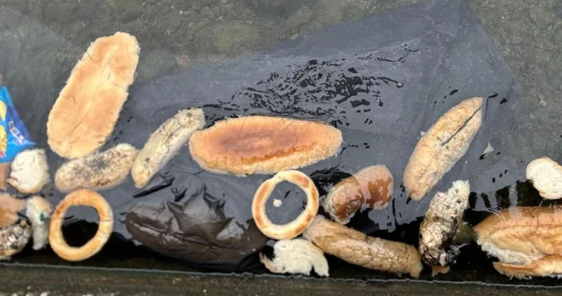 Yüzlerce ekmek, simit ve mısır ekmeğini denize döktüler