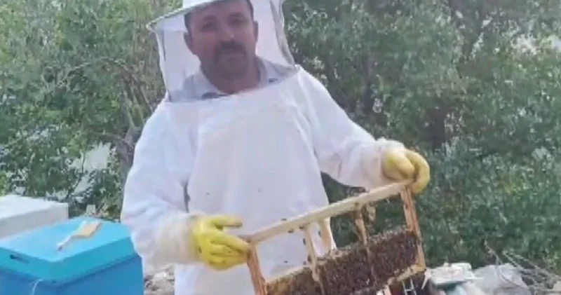 Kovanları parçalayıp balı yedi; 100 bin liralık zarar var!